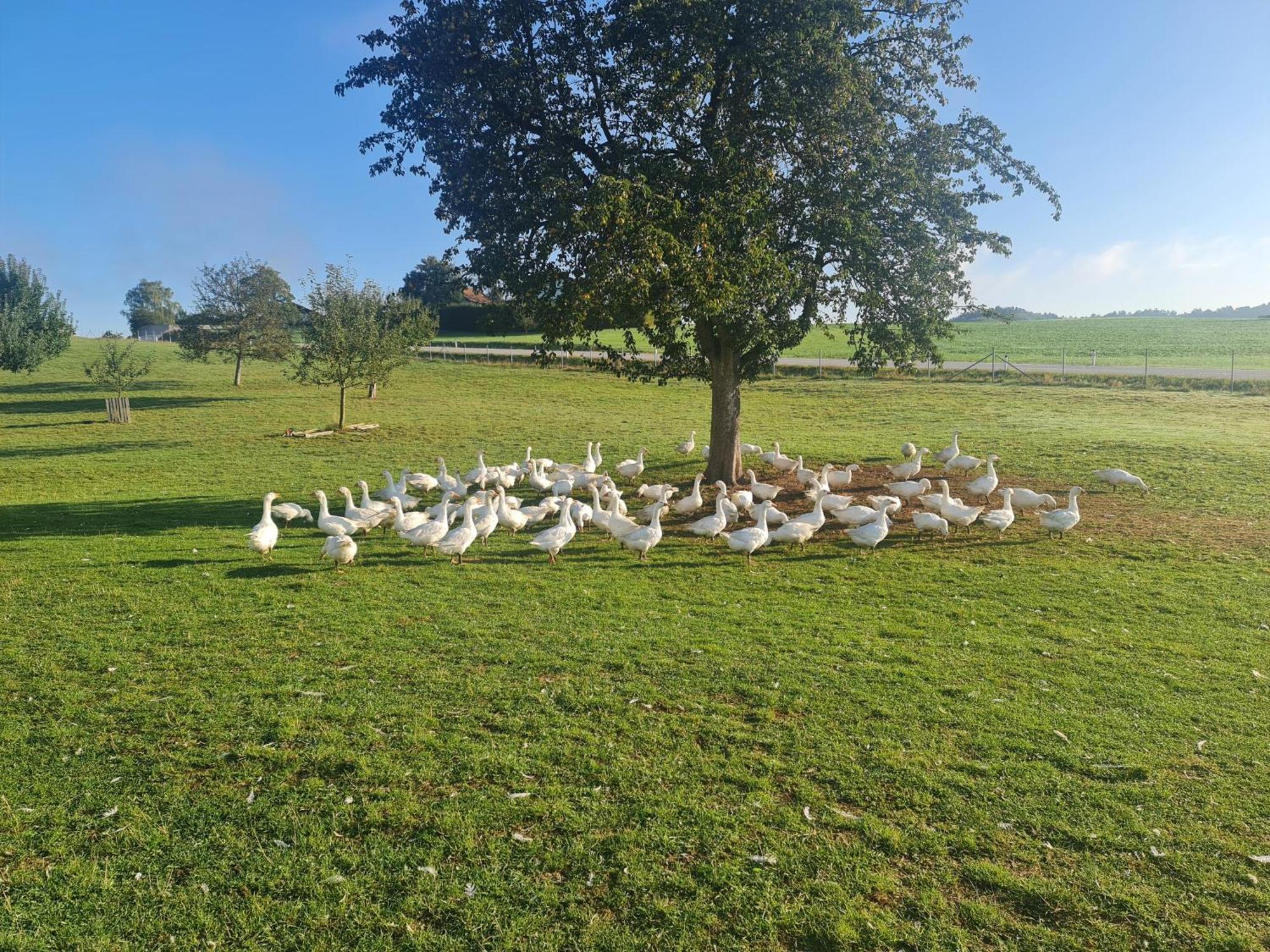 Landgasthof Entenwirt Tarsdorf Bagian luar foto